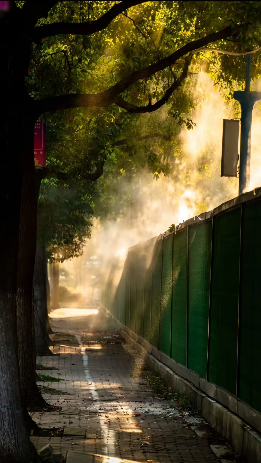 阳光穿过树林照亮校园小路